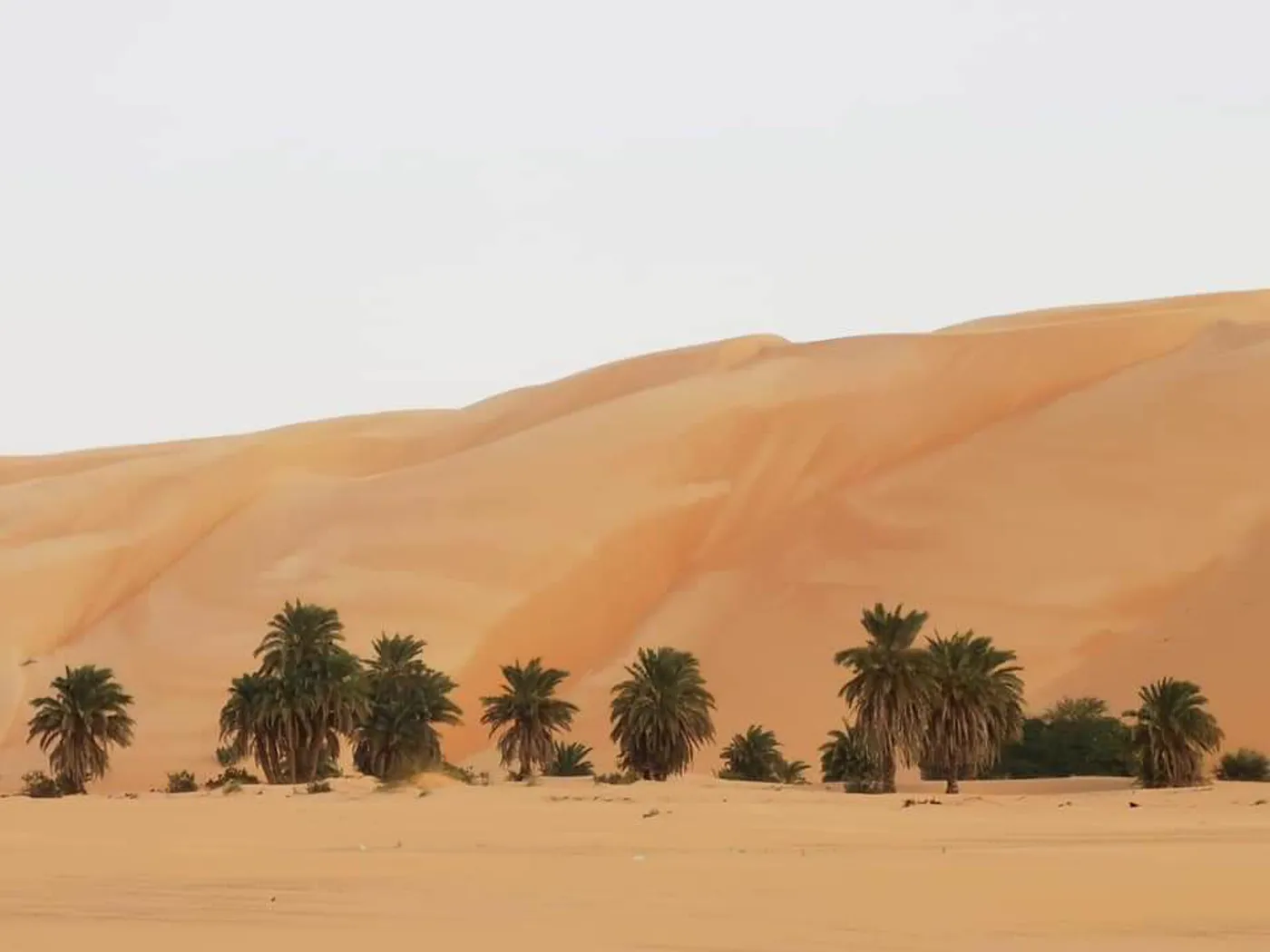 Dunes du Sahara au soleil bas