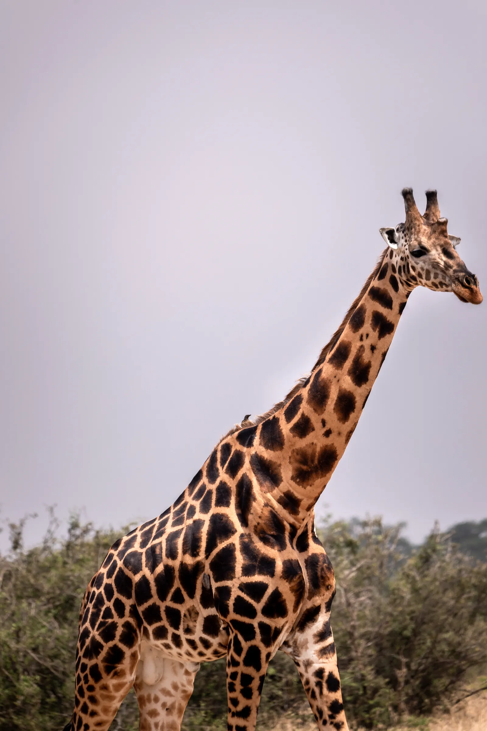 Girafe dans la savane