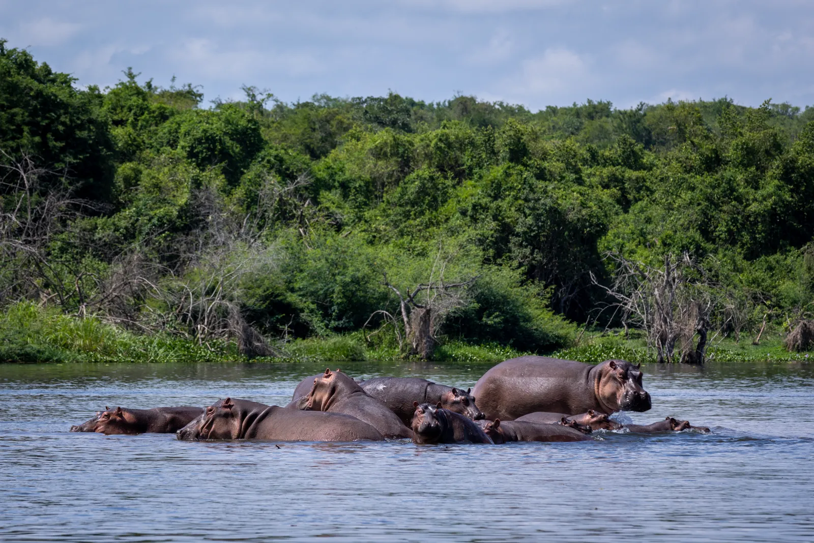 Croisière sur le Nil, hippopotames