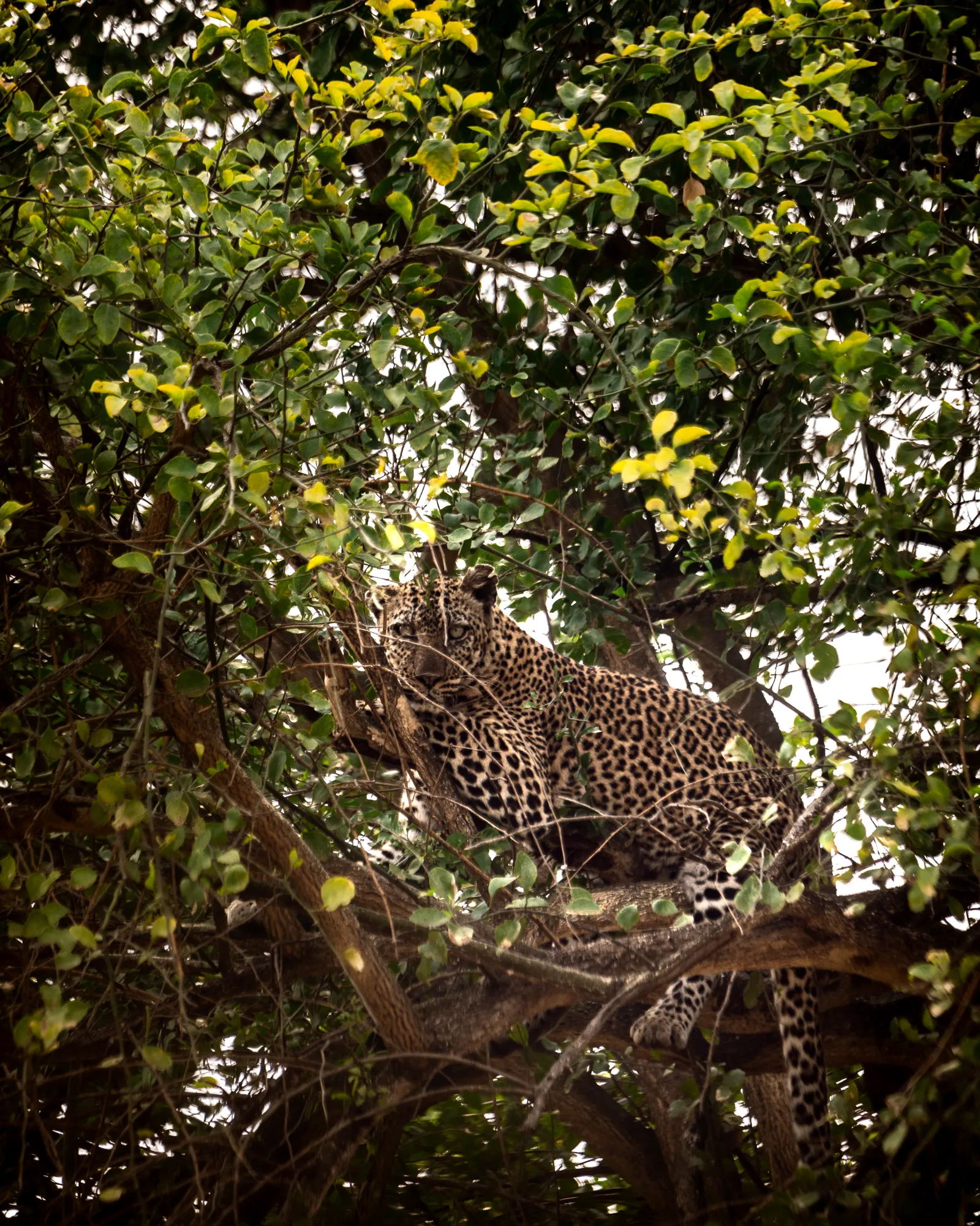 Léopard en safari